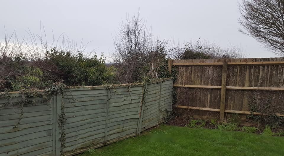 Before: old garden fencing and lawn.